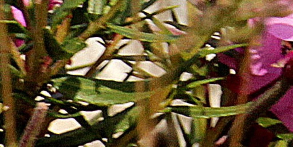 Chamaenerion fleischeri